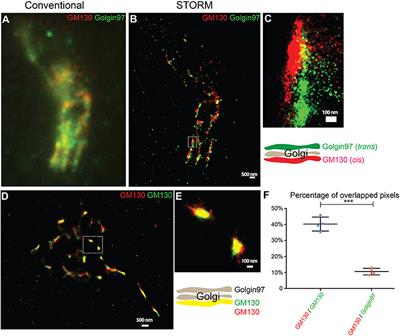 Visualization of Protein Sorting at the Trans-Golgi Network and Endosomes Through Super-Resolution Imaging